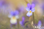 Dune Pansey (Viola curtisii)