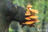 Echte honingzwam (Armillaria mellea)