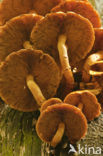 Echte honingzwam (Armillaria mellea)