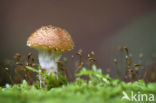 Echte honingzwam (Armillaria mellea)