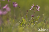 Echte koekoeksbloem (Lychnis flos-cuculi)