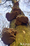 Echte tonderzwam (Fomes fomentarius)