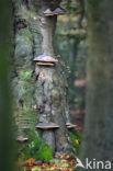 Echte tonderzwam (Fomes fomentarius)