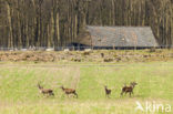 Red Deer (Cervus elaphus)