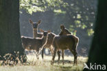 Red Deer (Cervus elaphus)
