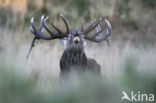 Red Deer (Cervus elaphus)