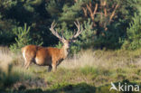 Red Deer (Cervus elaphus)