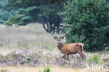 Red Deer (Cervus elaphus)