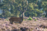 Red Deer (Cervus elaphus)
