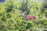 Red Deer (Cervus elaphus)