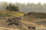 Red Deer (Cervus elaphus)