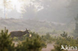 Red Deer (Cervus elaphus)