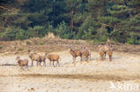 Red Deer (Cervus elaphus)