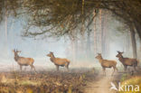 Red Deer (Cervus elaphus)