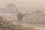 Red Deer (Cervus elaphus)