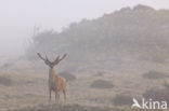 Red Deer (Cervus elaphus)