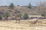 Red Deer (Cervus elaphus)