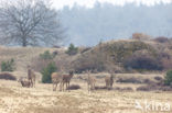 Red Deer (Cervus elaphus)