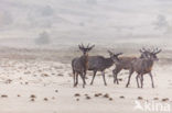 Red Deer (Cervus elaphus)