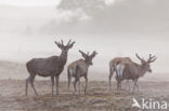 Red Deer (Cervus elaphus)