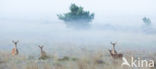 Red Deer (Cervus elaphus)
