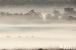 Red Deer (Cervus elaphus)