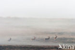 Red Deer (Cervus elaphus)