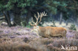 Edelhert (Cervus elaphus)