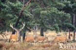 Red Deer (Cervus elaphus)