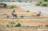 Red Deer (Cervus elaphus)