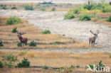 Red Deer (Cervus elaphus)