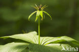 Eenbes (Paris quadrifolia)