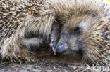 Hedgehog (Erinaceus europaeus)