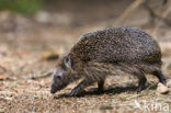 Hedgehog (Erinaceus europaeus)