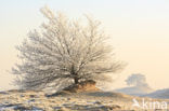 Oak (Quercus)