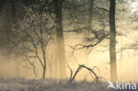 Oak (Quercus)