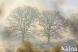 Oak (Quercus)