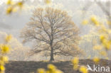 Oak (Quercus)