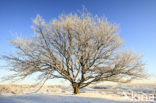 Oak (Quercus)