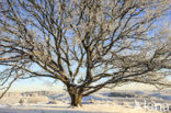 Oak (Quercus)