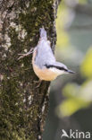 Eurasian Nuthatch (Sitta europaea)