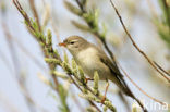 Willow Warbler (Phylloscopus trochilus)