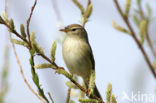 Willow Warbler (Phylloscopus trochilus)