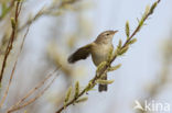 Willow Warbler (Phylloscopus trochilus)