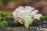 Franjezwam (Thelephora spec.)