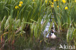 Great Crested Grebe (Podiceps cristatus)