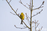 Yellowhammer (Emberiza citrinella)