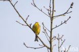 Yellowhammer (Emberiza citrinella)