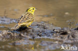 Yellowhammer (Emberiza citrinella)