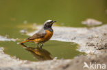 Gekraagde Roodstaart (Phoenicurus phoenicurus)